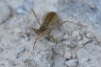 Nabis limbatus