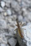 Nabis limbatus