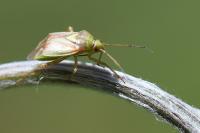 Lygus rugulipennis