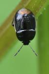 Legnotus limbosus
