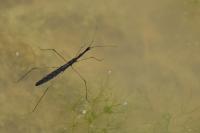 Hydrometra stagnorum