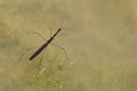 Hydrometra stagnorum