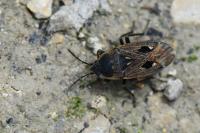 Graptopeltus lynceus