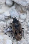 Graptopeltus lynceus