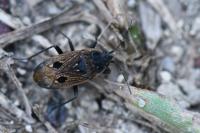 Graptopeltus lynceus