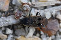 Graptopeltus lynceus
