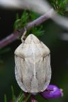 Eurygaster austriaca