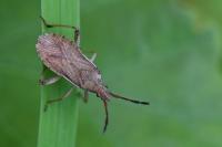 Ceraleptus lividus