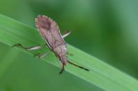 Ceraleptus lividus