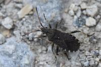 Ceraleptus gracilicornis