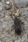 Ceraleptus gracilicornis