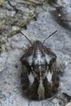 Eurygaster testudinaria