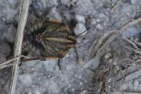 Graphosoma italicum