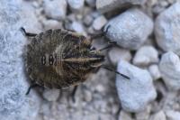 Graphosoma italicum