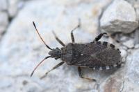 Ceraleptus gracilicornis