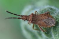 Coriomeris denticulatus