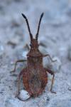 Coriomeris denticulatus