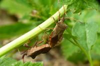 Coreus marginatus