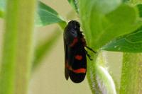 Cercopis intermedia