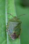 Palomena prasina