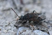 Peritrechus gracilicornis