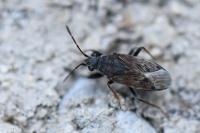 Peritrechus gracilicornis