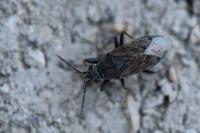 Peritrechus gracilicornis