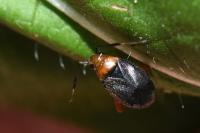 Capsus ater
