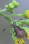 Enoplops scapha