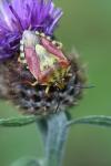 Carpocoris purpureipennis
