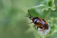 Deraeocoris ruber