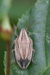 Aelia acuminata