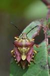 Carpocoris purpureipennis