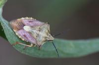 Carpocoris purpureipennis