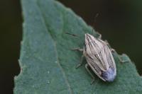 Aelia acuminata