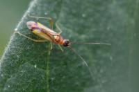Campyloneura virgula