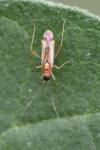 Campyloneura virgula