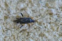 Harpocera thoracica