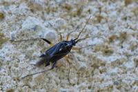 Harpocera thoracica