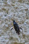 Harpocera thoracica