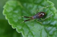 Heterotoma planicornis