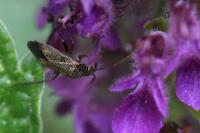 Lepidargyrus ancorifer
