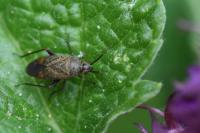 Lepidargyrus ancorifer