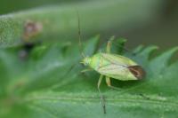 Closterotomus norwegicus