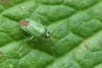 Apolygus spinolae