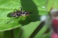 Harpocera thoracica