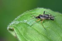Harpocera thoracica