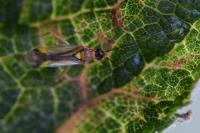 Campyloneura virgula