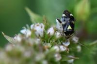 Liocoris tripustulatus