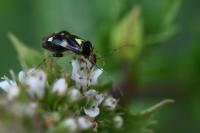 Liocoris tripustulatus